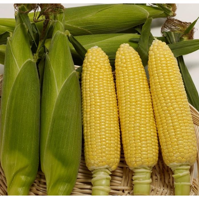野菜の種 トウモロコシ あまえん坊 メイちゃん 甘いコーン ともろこし 優良配送はクリップポストで10袋まで送料150円 : イクナカやふー ...