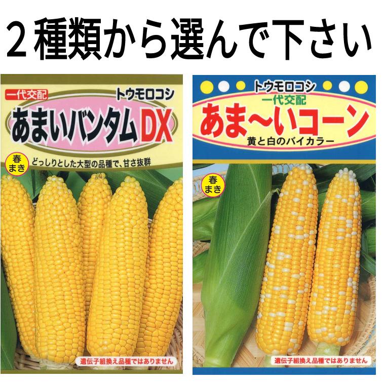 野菜の種 トウモロコシ あまいバンダムDX 甘いコーン とうもろこし 2