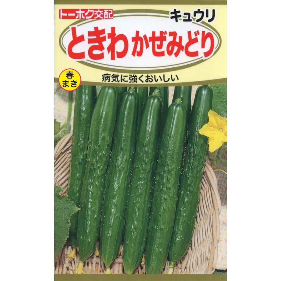 野菜の種 きゅうり ときわかぜみどり 4袋まで送料73円 優良配送は