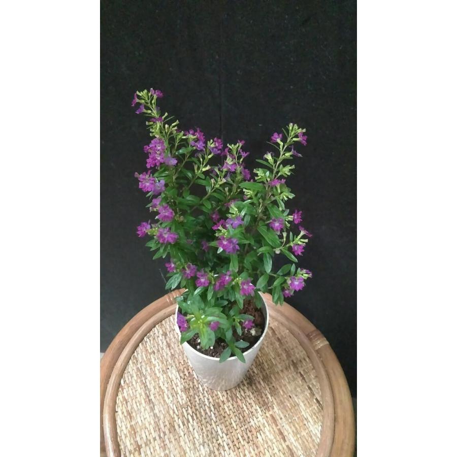 クフェア ミソハギ科 低木 赤花 中井商店 やふー店 通販 Yahoo ショッピング