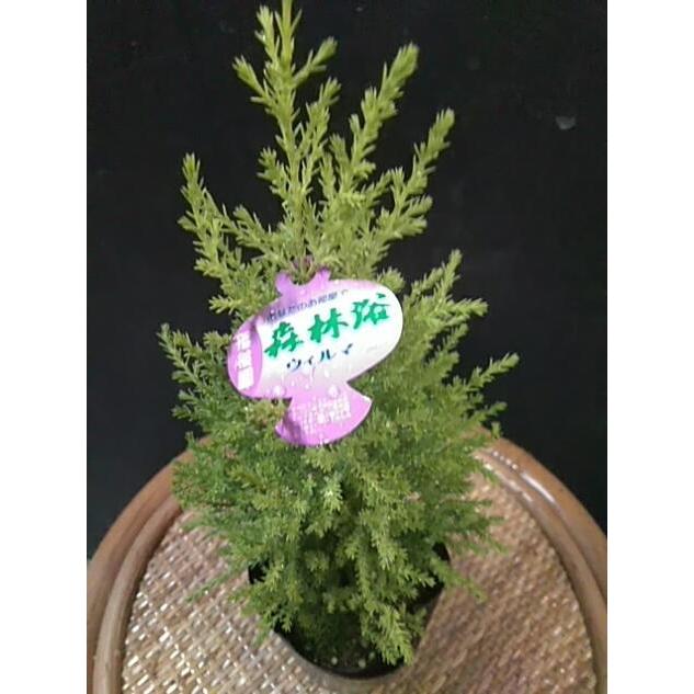 コニファー ホワイトスター コルムナリスグラウカ エルウッスエンパイヤ シルバースター レッドスター ボールバード 中井商店 やふー店 通販 Yahoo ショッピング