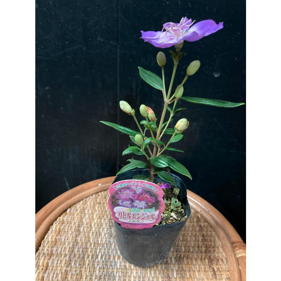 ノボタン リトルエンジェル 紫 秋の花 中井商店 やふー店 通販 Yahoo ショッピング
