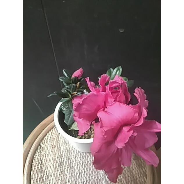 アザレア ピンク 赤 春 秋 常緑樹 中井商店 やふー店 通販 Yahoo ショッピング