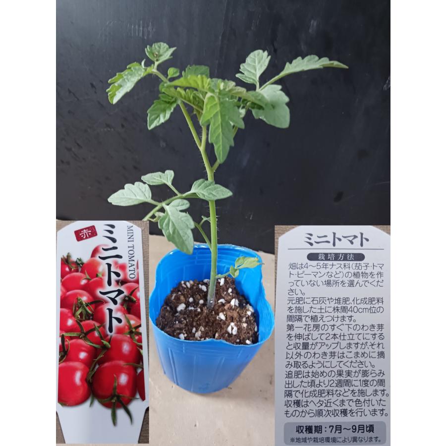 レジナトマト ミニトマト 矮性 テーブルトマト 赤 健康野菜 中井商店 やふー店 通販 Yahoo ショッピング