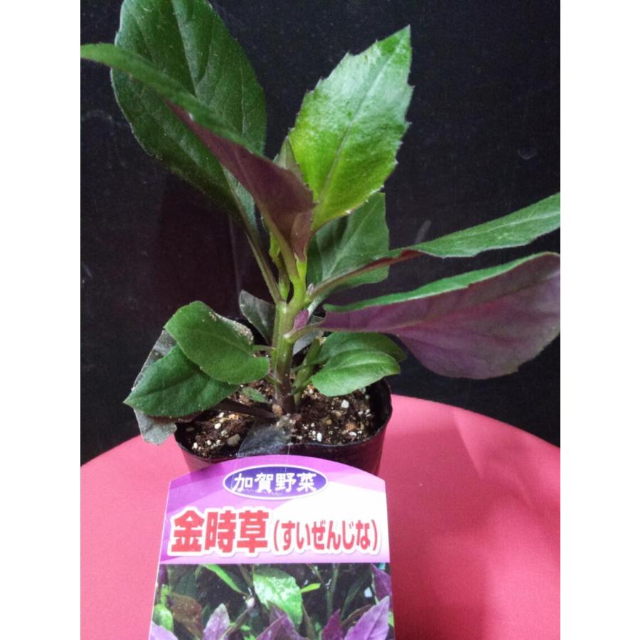 金時草 耐暑性 水前寺菜 夏野菜 ハンダマー 加賀野菜 中井商店 やふー店 通販 Yahoo ショッピング