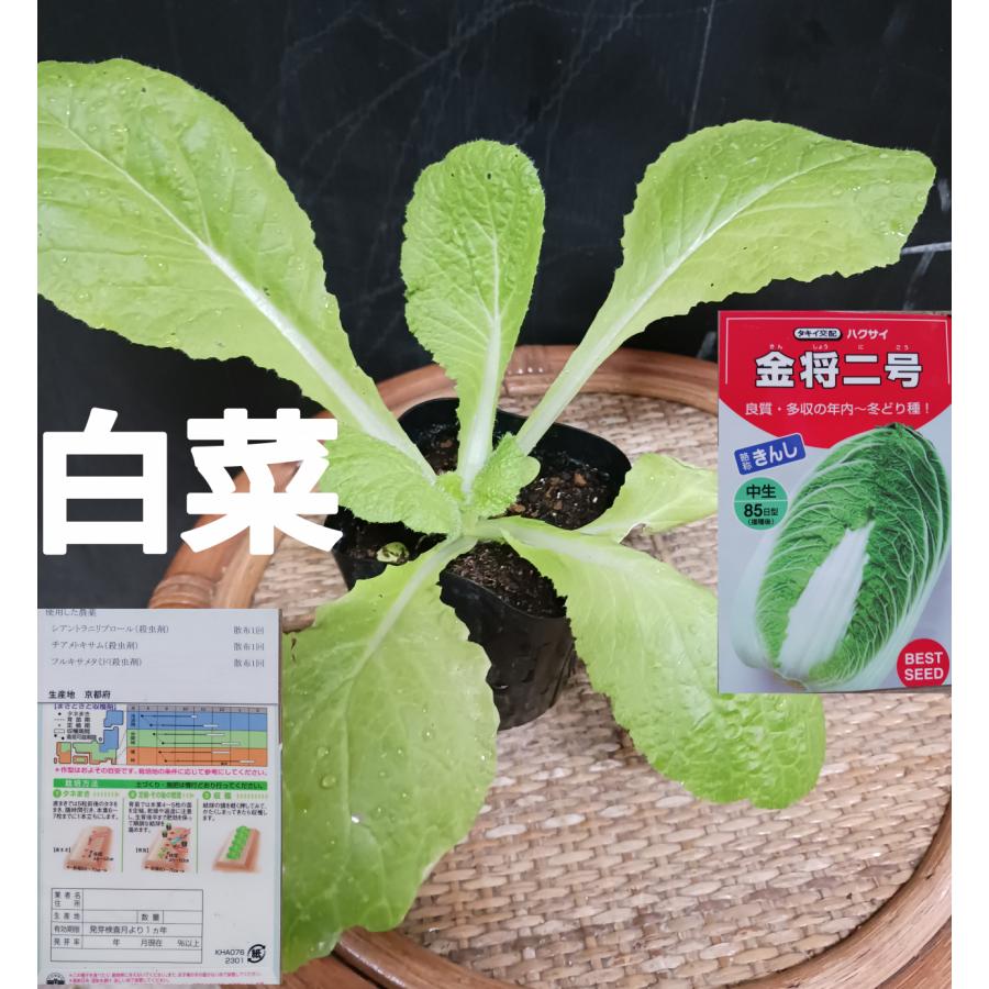 高評価なギフト 野菜苗 白菜 きらぼし ８５日型 ハクサイ Diresaica Gob Pe