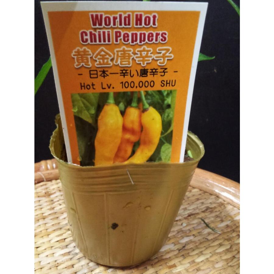 激辛唐辛子 チョコレートジョロキア イエロージョロキア スコッチボネットジャマイカンレット レモンドロップ 黄金唐辛子 ビキーニョ 八房唐辛子 コーレーグスー 中井商店 やふー店 通販 Yahoo ショッピング