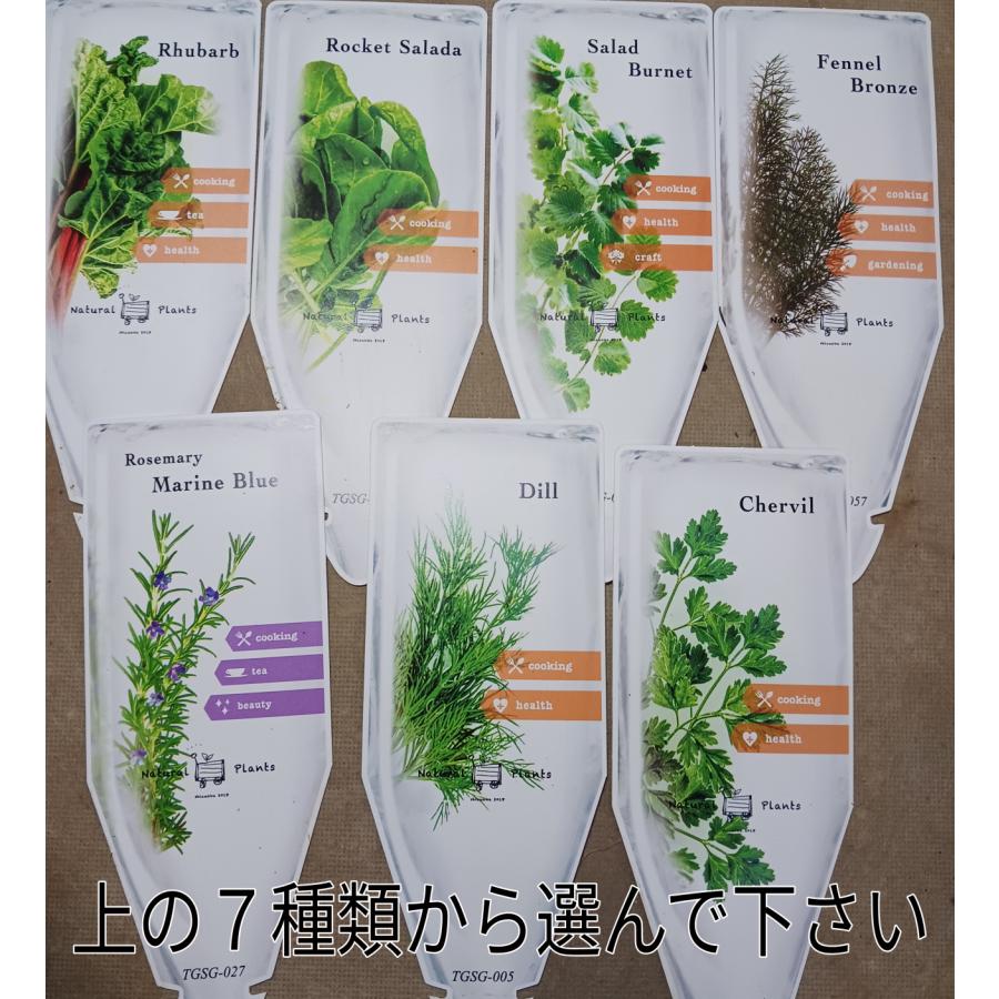 ハーブ イタリアンパセリ 野菜苗 中井商店 やふー店 通販 Yahoo ショッピング