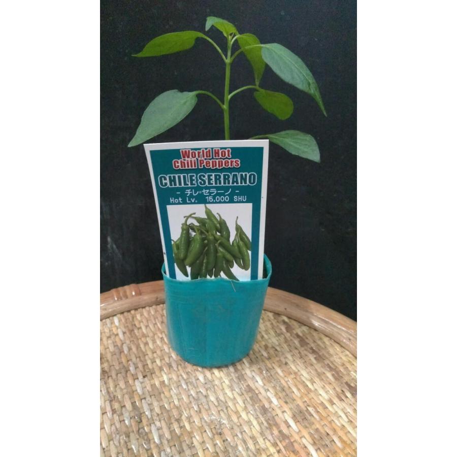 激辛唐辛子 ハバネロ オレンジハバネロ ハラペーニョー 朝天唐辛子 ミラソル チレ セレーノ ブリッキーヌ スアン 中井商店 やふー店 通販 Yahoo ショッピング