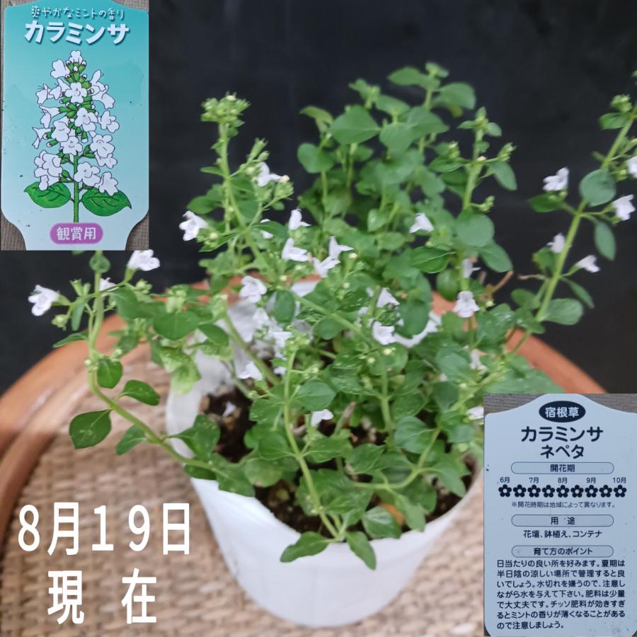 ハーブ カラミンサ 白 暑さ寒さに強い 005 中井商店 やふー店 通販 Yahoo ショッピング
