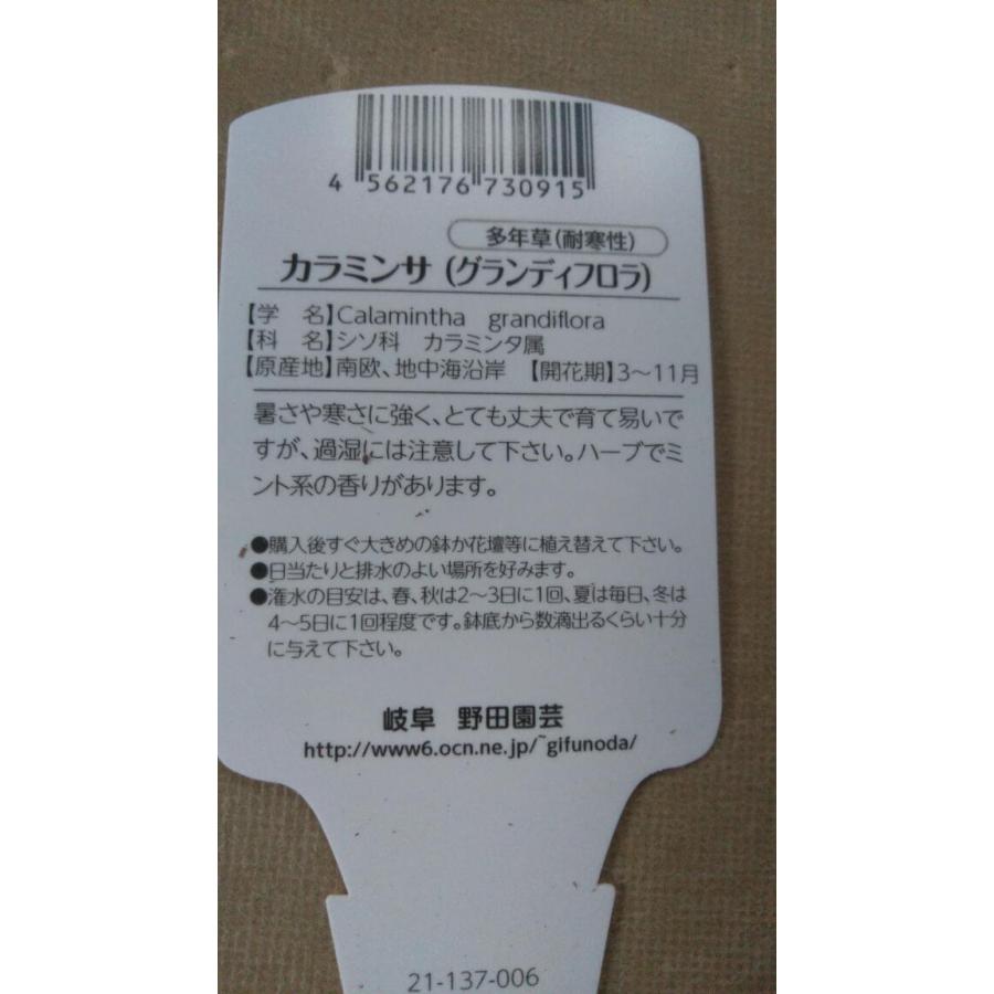 ハーブ カラミンサ 白 暑さ寒さに強い 005 中井商店 やふー店 通販 Yahoo ショッピング