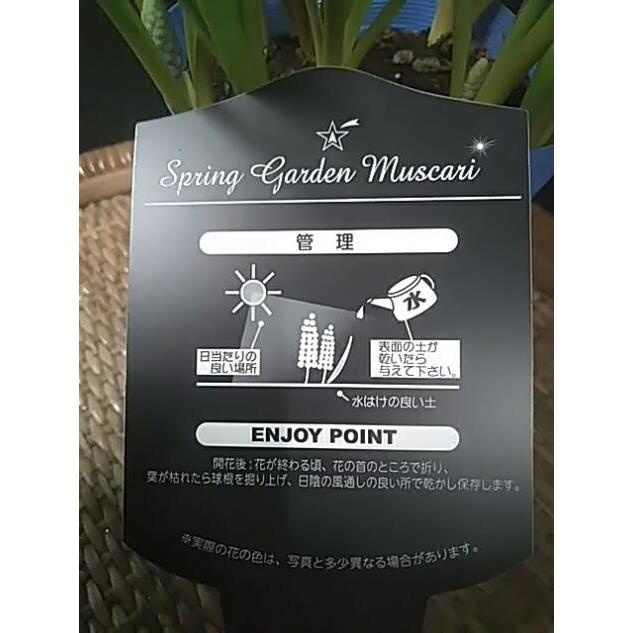 ムスカリ ピンクサンライズ 桃色 球根 046 中井商店 やふー店 通販 Yahoo ショッピング