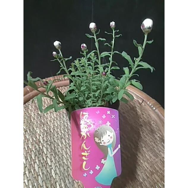 花かんざし 春 ドライフラワー 061 中井商店 やふー店 通販 Yahoo ショッピング