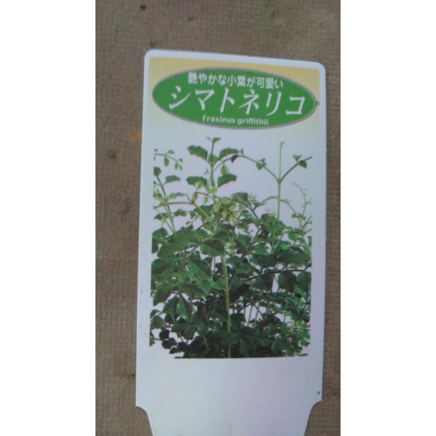 シマトネリコ 苗 モクセイ科 観葉植物 明るい室内 シンボルツリー 022 中井商店 やふー店 通販 Yahoo ショッピング