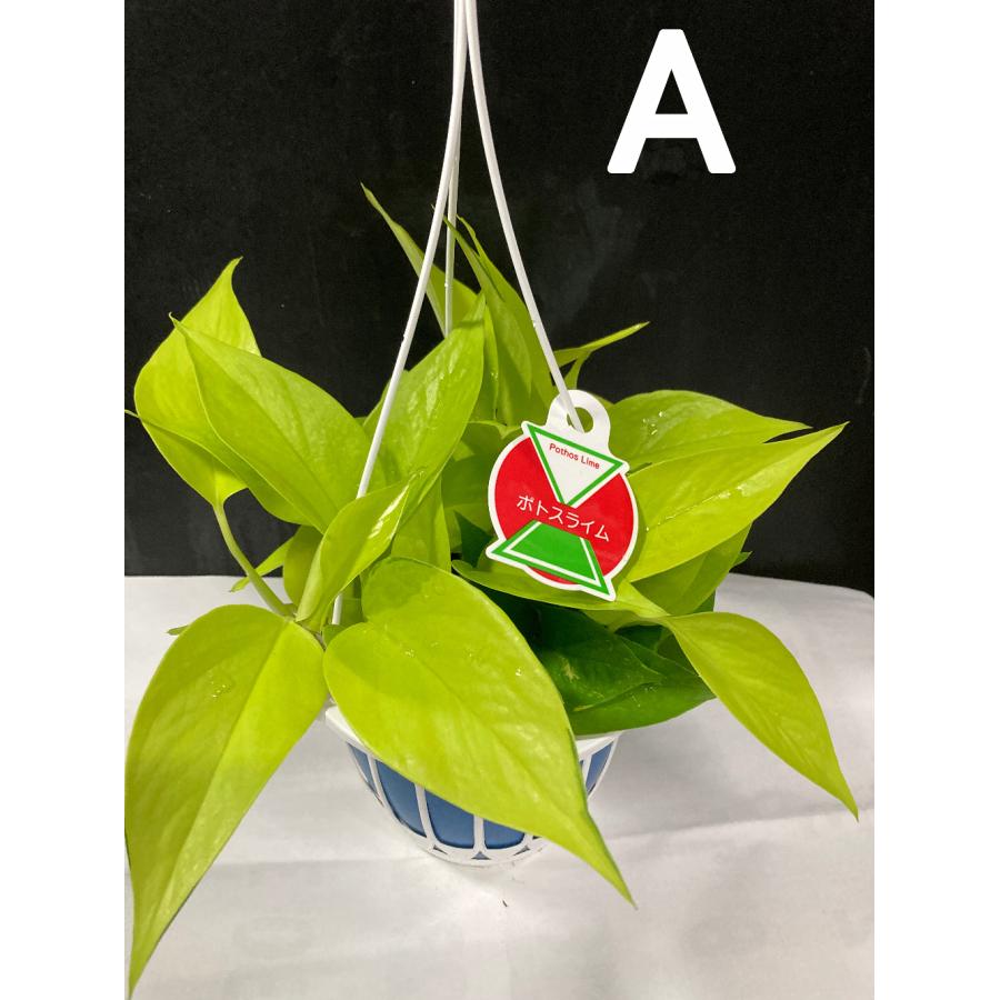 室内に強い観葉植物 ポトス つる性 ライム 吊り5寸鉢 : 中井商店