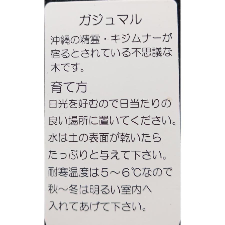 ガジュマル 観葉植物 沖縄 大 沖縄の精霊 キジムナーが住む : 中井商店