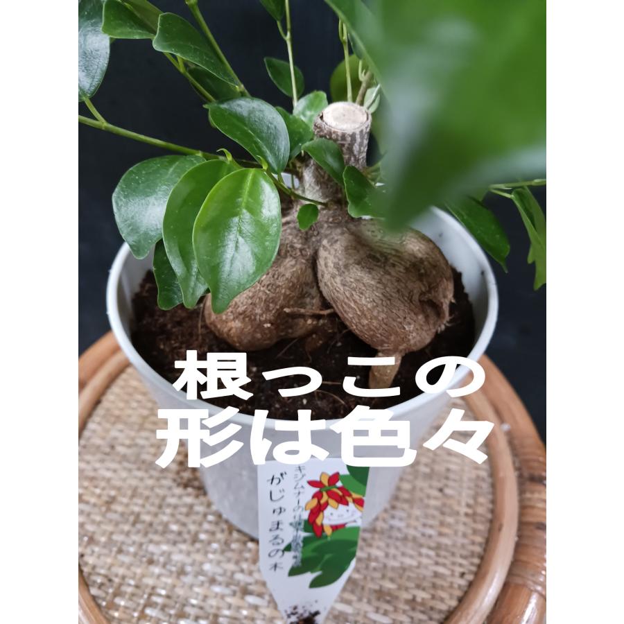 ガジュマル　キジムナー　沖縄　観葉植物　塊根植物　多肉植物　ビザールプランツ　レアプランツ　ガーデニング　植物　グリーン　趣味　盆栽　葉　花　庭　草　インテリア　おしゃれ　飾り　園芸　 ガジュマル 観葉植物 沖縄 大 沖縄の精霊 キジムナーが住む : 中井商店