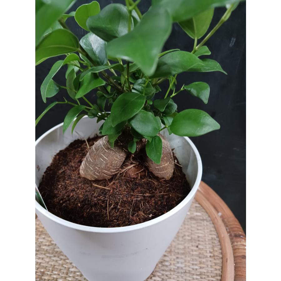 ガジュマル　キジムナー　沖縄　観葉植物　塊根植物　多肉植物　ビザールプランツ　レアプランツ　ガーデニング　植物　グリーン　趣味　盆栽　葉　花　庭　草　インテリア　おしゃれ　飾り　園芸　 ガジュマル 観葉植物 沖縄 大 沖縄の精霊 キジムナーが住む : 中井商店