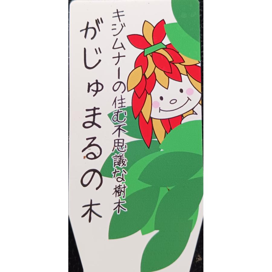 ガジュマル 観葉植物 沖縄 大 沖縄の精霊 キジムナーが住む : 中井商店