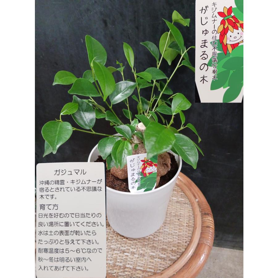 ガジュマル　キジムナー　沖縄　観葉植物　塊根植物　多肉植物　ビザールプランツ　レアプランツ　ガーデニング　植物　グリーン　趣味　盆栽　葉　花　庭　草　インテリア　おしゃれ　飾り　園芸　 ガジュマル 観葉植物 沖縄 大 沖縄の精霊 キジムナーが住む : 中井商店