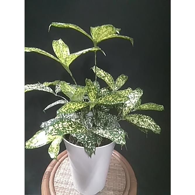 ゴッドセフィアナ ドラセナ 観葉植物 耐暑性 耐陰性 069 中井商店 やふー店 通販 Yahoo ショッピング