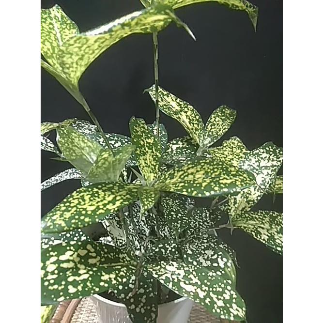 ゴッドセフィアナ ドラセナ 観葉植物 耐暑性 耐陰性 069 中井商店 やふー店 通販 Yahoo ショッピング