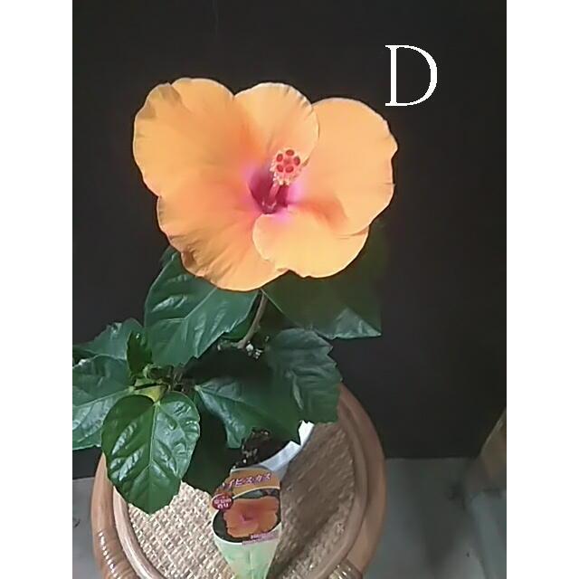 ハイビスカス 白 黄 赤 桃 ハワイ 沖縄 中井商店 やふー店 通販 Yahoo ショッピング