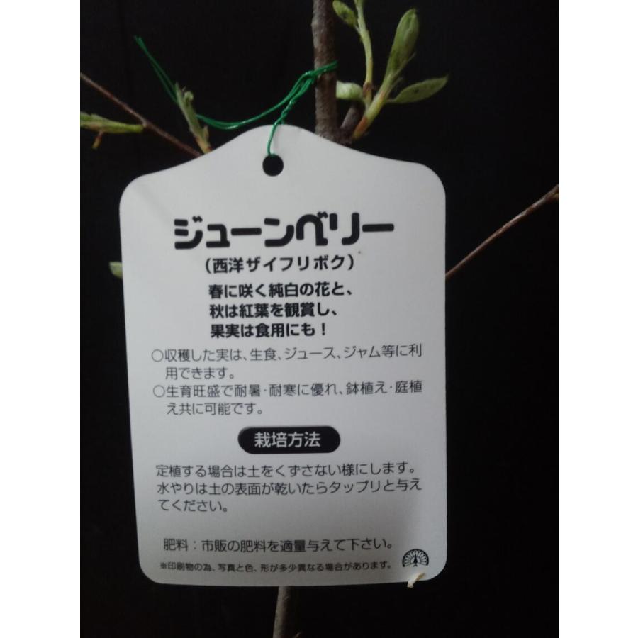 果樹 ジューンベリー 白い歯 ジャム ザイフリボク 中井商店 やふー店 通販 Yahoo ショッピング