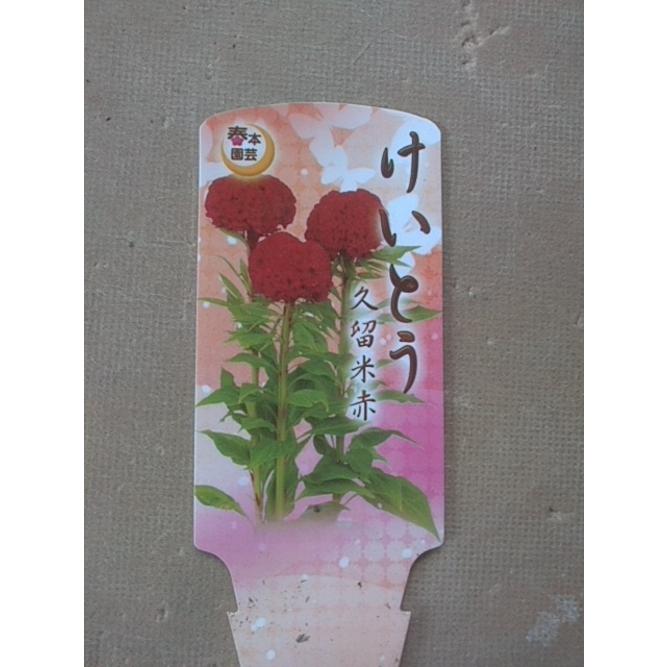 ケイトウ クルメ 赤色 切花 久留米鶏頭 中井商店 やふー店 通販 Yahoo ショッピング