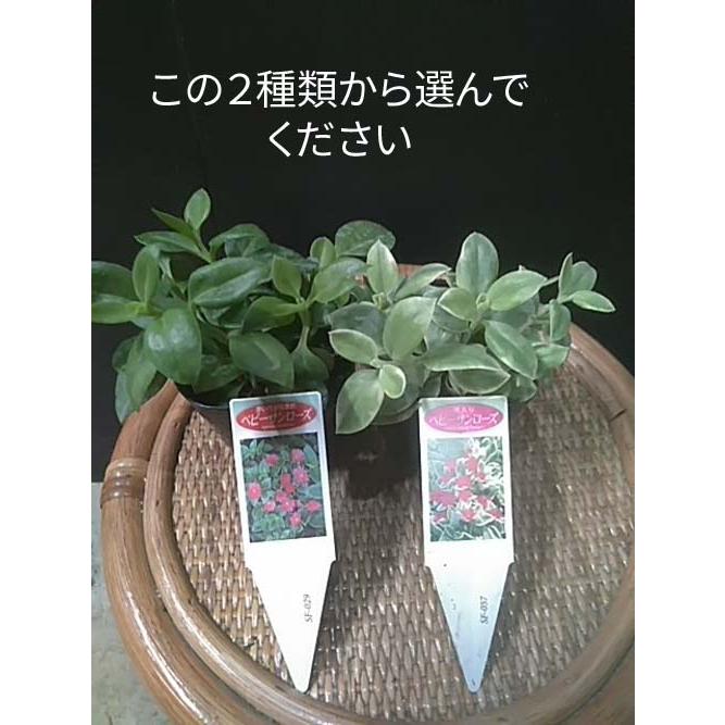 ベビーサンローズ 斑入り ハナツルクサ 多肉植物 中井商店 やふー店 通販 Yahoo ショッピング
