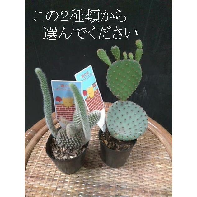 多肉植物 サボテン ３種類 中井商店 やふー店 通販 Yahoo ショッピング