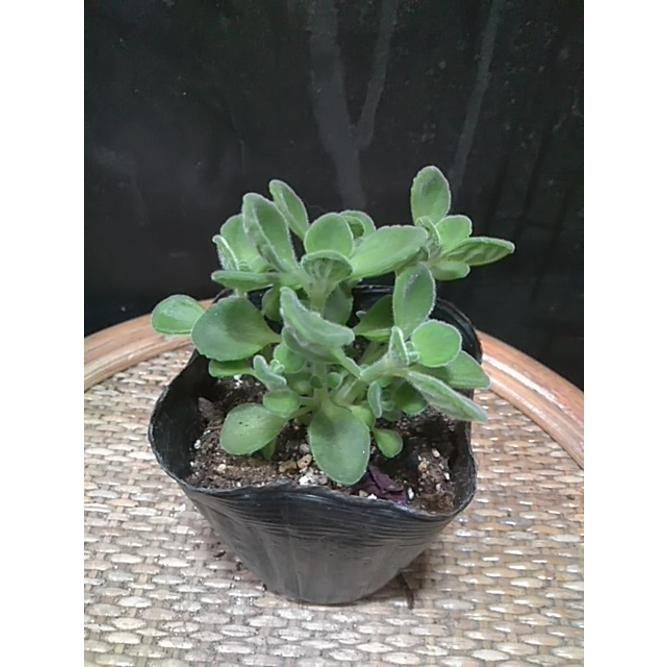 アロマティカス ポットごと発送！無農薬 多肉植物/ハーブ m24 【公式