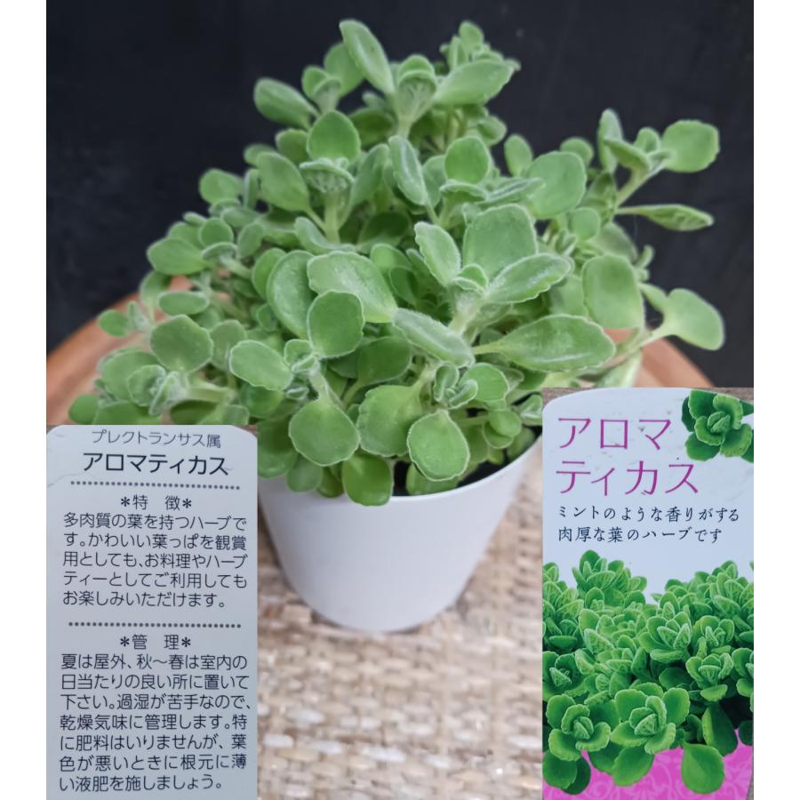 アロマティカス  ゴキブリ除け ハーブ 多肉植物 観葉植物 自然の芳香剤 ライムシャワー（Yahoo!・中井商店 やふー店）