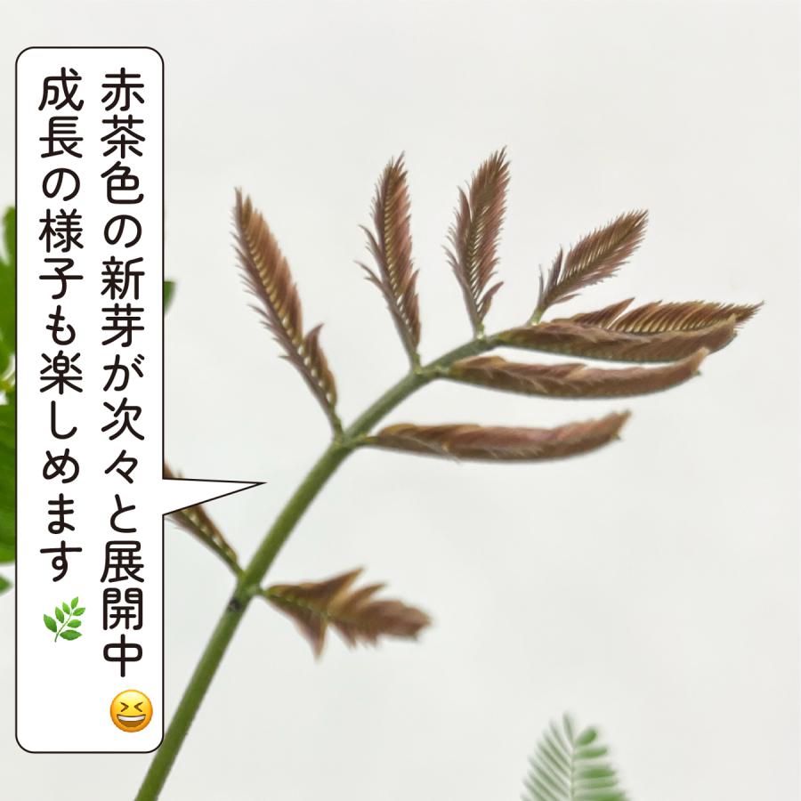エバーフレッシュ 4号 観葉植物 夫婦円満 アカサヤネムノキ おしゃれ