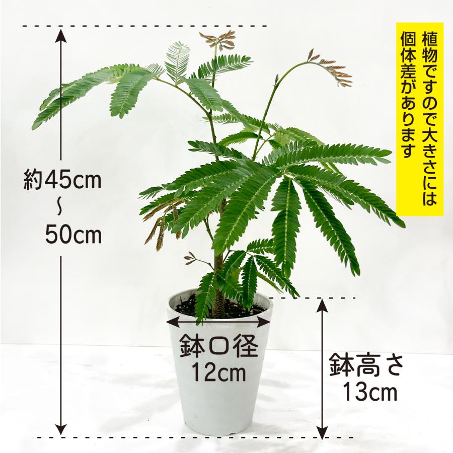 T*y様 極上 エバーフレッシュ 斑入り　観葉植物　ネムノキ　ネムの木 エバーフレッシュ 4号 観葉植物 夫婦円満 アカサヤネムノキ おしゃれ