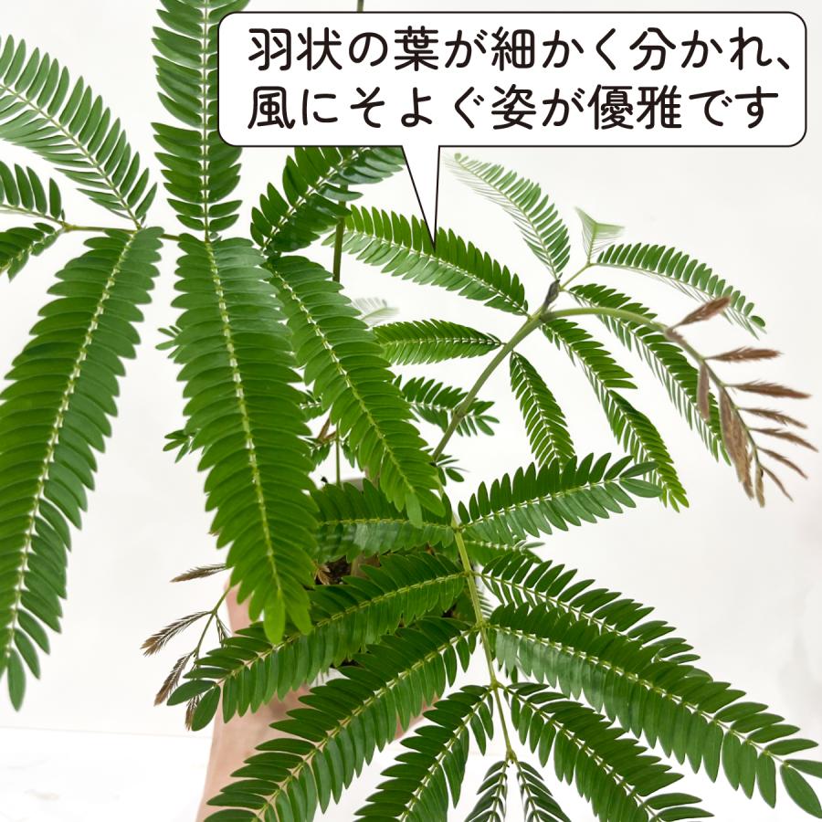 エバーフレッシュ 4号 観葉植物 夫婦円満 アカサヤネムノキ おしゃれ