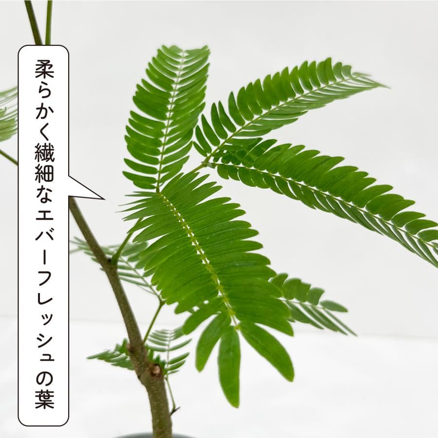 エバーフレッシュ 観葉植物 鉢植え 3.5号 樹高約65cm 育てやすい 夫婦
