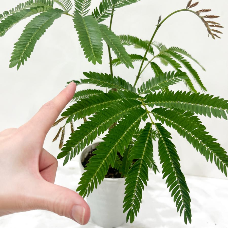 エバーフレッシュ 4号 観葉植物 夫婦円満 アカサヤネムノキ おしゃれ