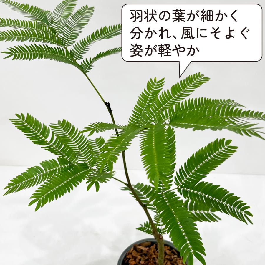 エバーフレッシュ 観葉植物 鉢植え 3.5号 樹高約65cm 育てやすい 夫婦