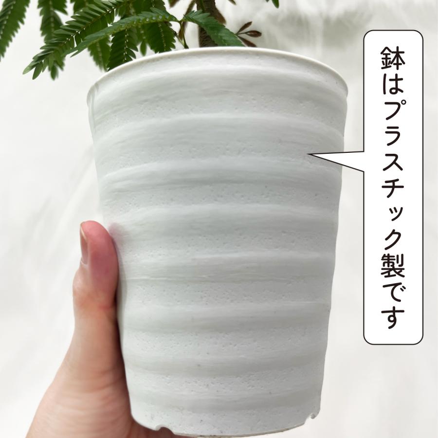 エバーフレッシュ 4号 観葉植物 夫婦円満 アカサヤネムノキ おしゃれ