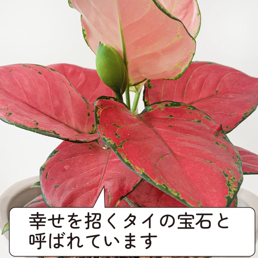 アグラオネマ ビューティー おしゃれ 観葉植物 ピンク 赤 斑入り