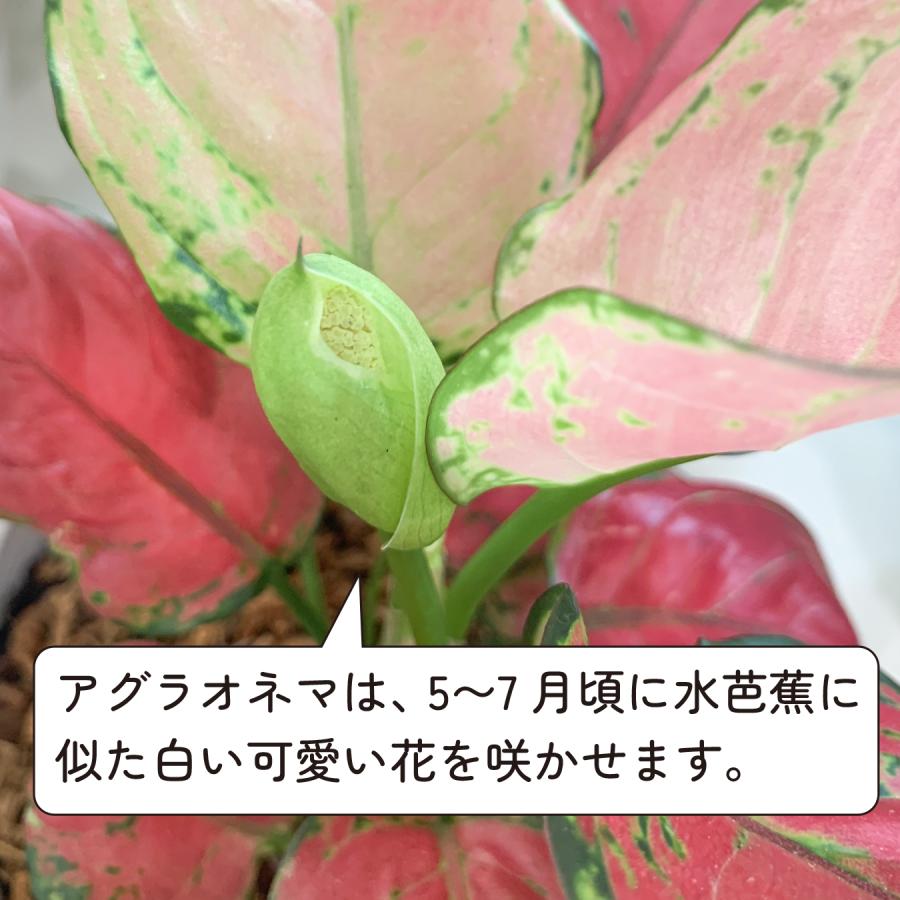 コレウス 観葉植物 赤 黄 緑 ピンク 農園直売 多肉植物 アエオニウム ピンクウィッチ（錦）子株付き 美苗