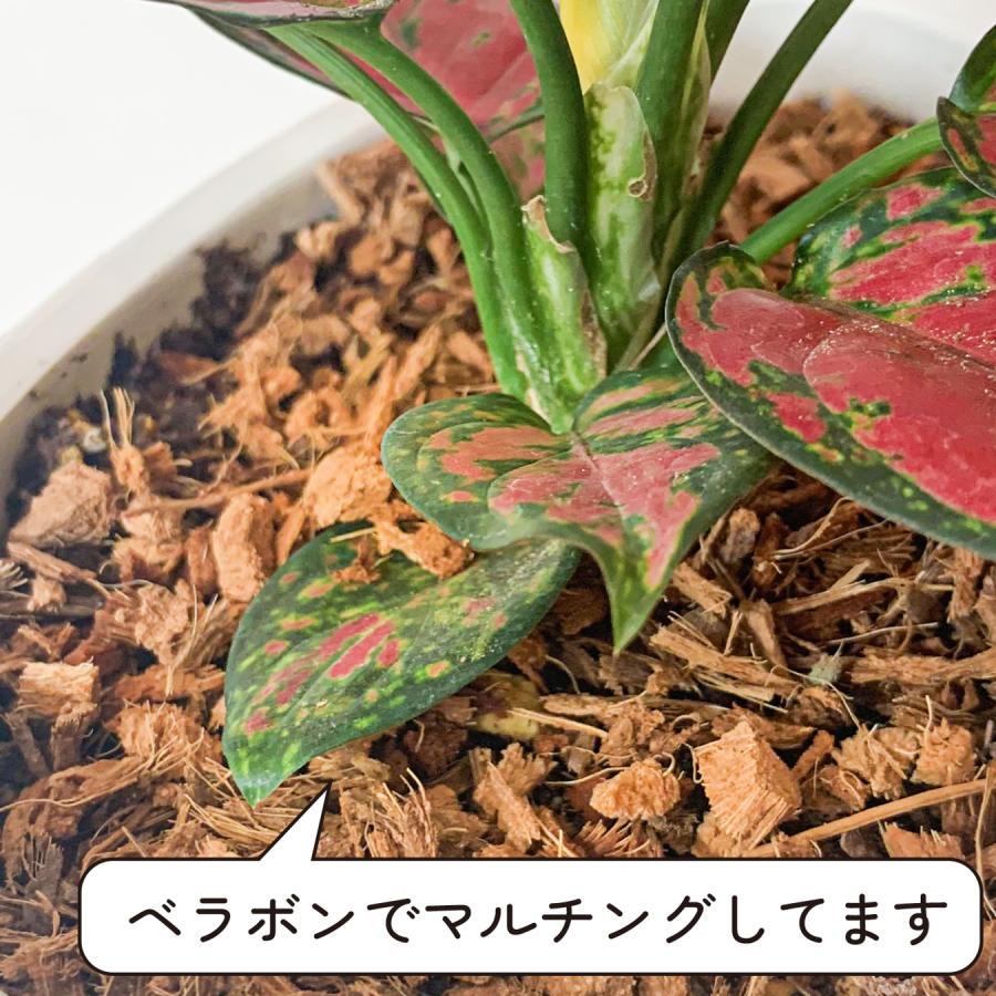 アグラオネマ ビューティー おしゃれ 観葉植物 ピンク 赤 斑入り