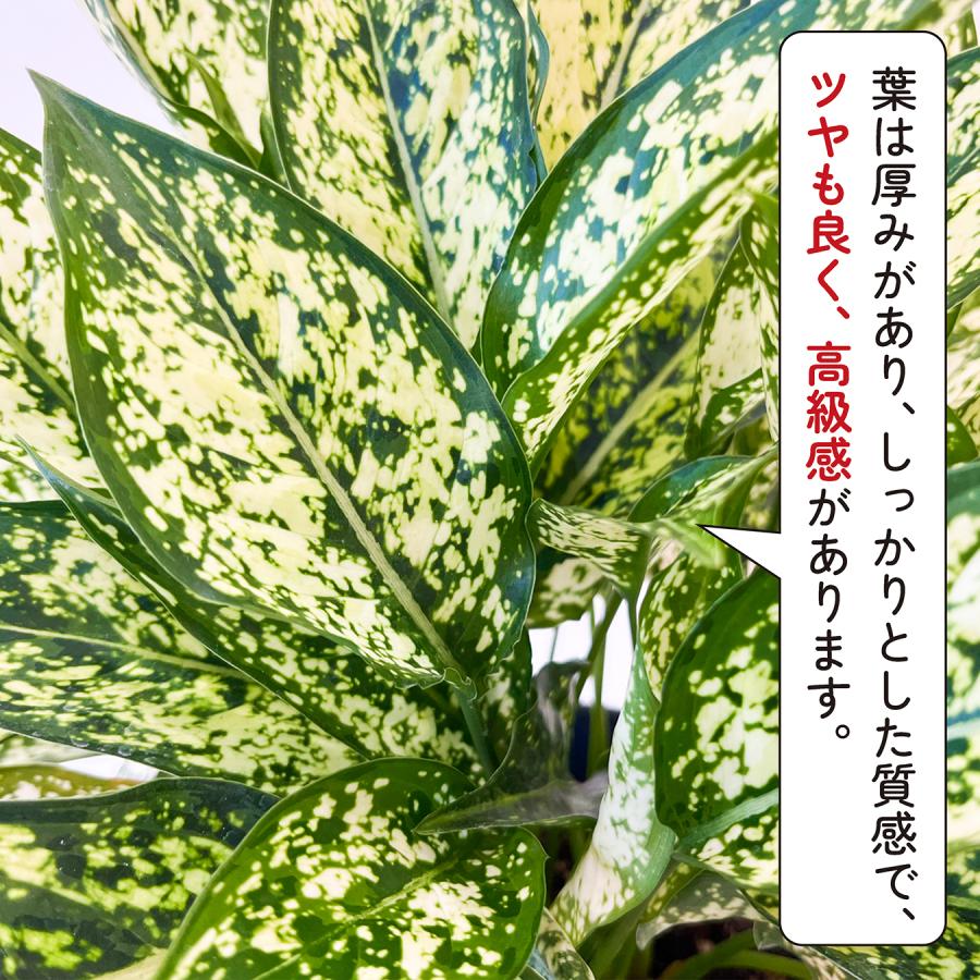 アグラオネマ・コミュタタム 5号 斑入り葉が美しい 初心者も安心 育て