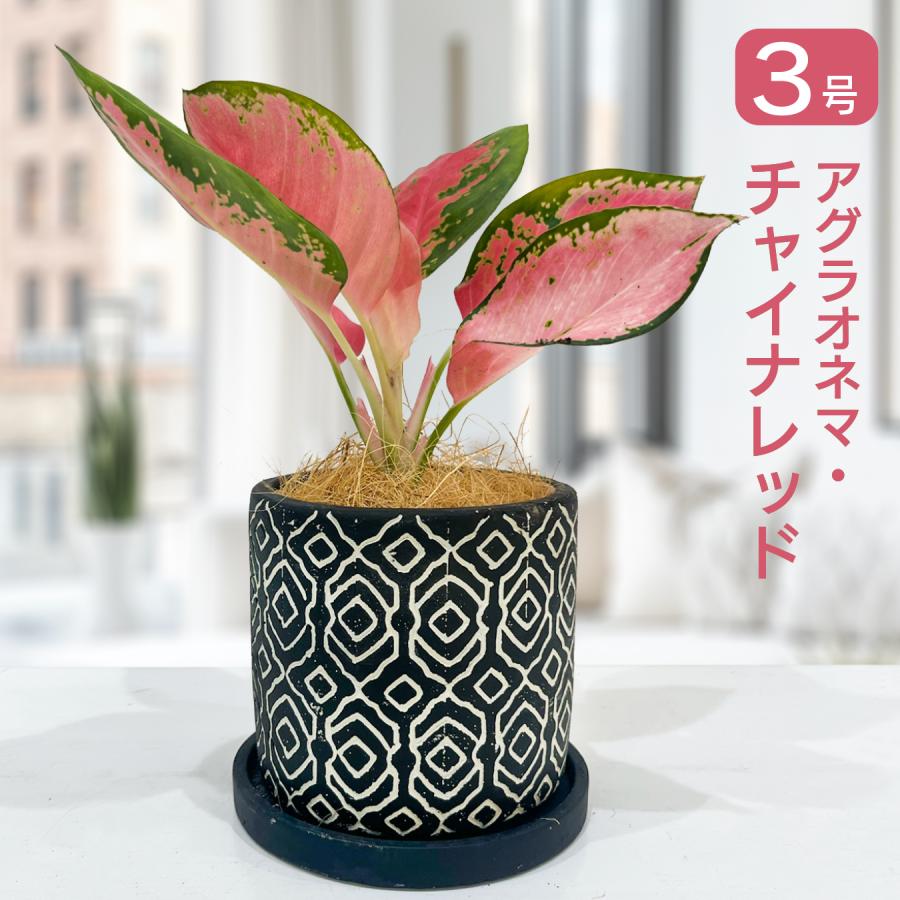 アグラオネマ・チャイナレッド 5号鉢｜ピンク×グリーンの美葉 斑入り