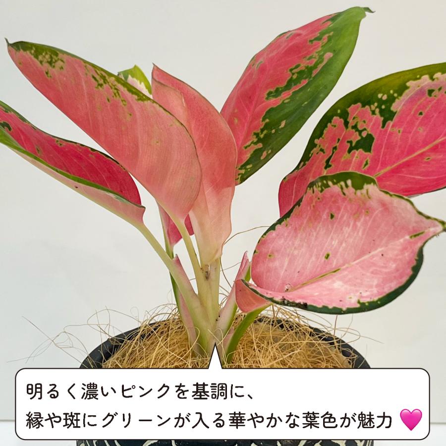 アグラオネマ・チャイナレッド 5号鉢｜ピンク×グリーンの美葉 斑入り