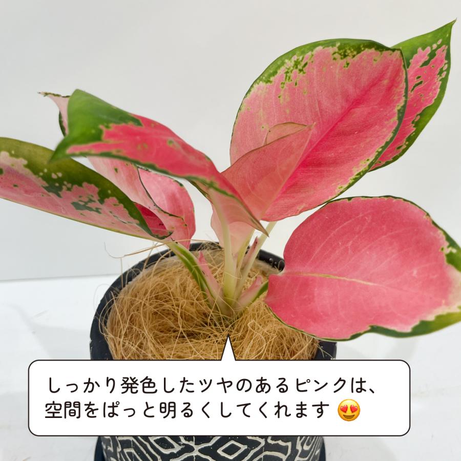 アグラオネマ・チャイナレッド 5号鉢｜ピンク×グリーンの美葉 斑入り
