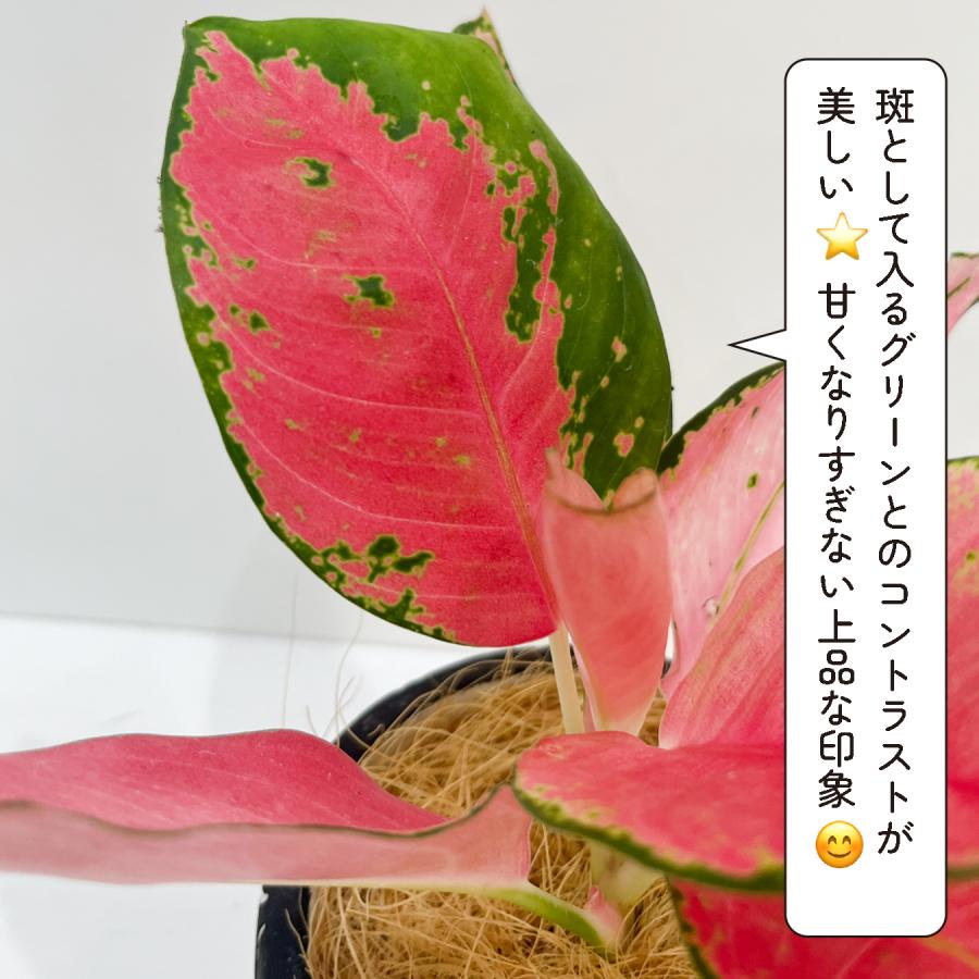 アグラオネマ・チャイナレッド 5号鉢｜ピンク×グリーンの美葉 斑入り