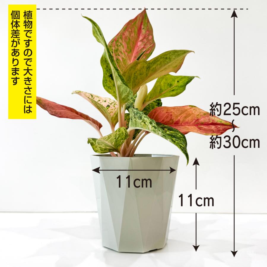 アグラオネマ ライトオブダイヤモンド 3.5号鉢｜ピンク葉 斑入り