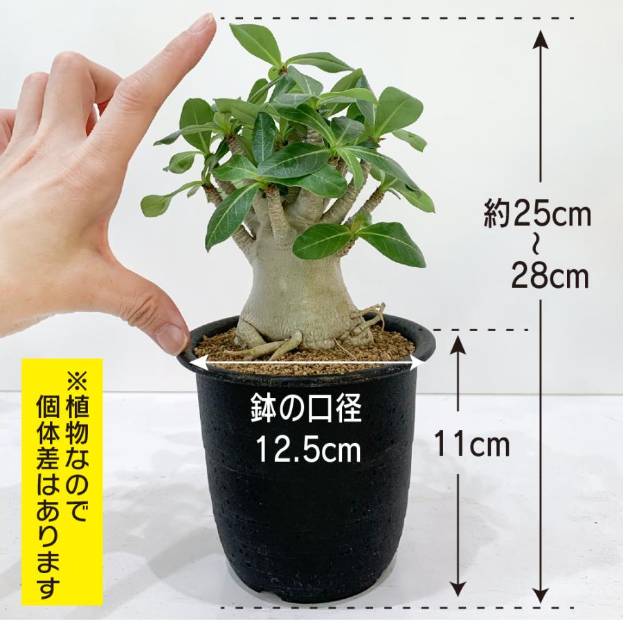 アデニウム アラビカム 4号 砂漠のバラ 塊根植物 コーデックス